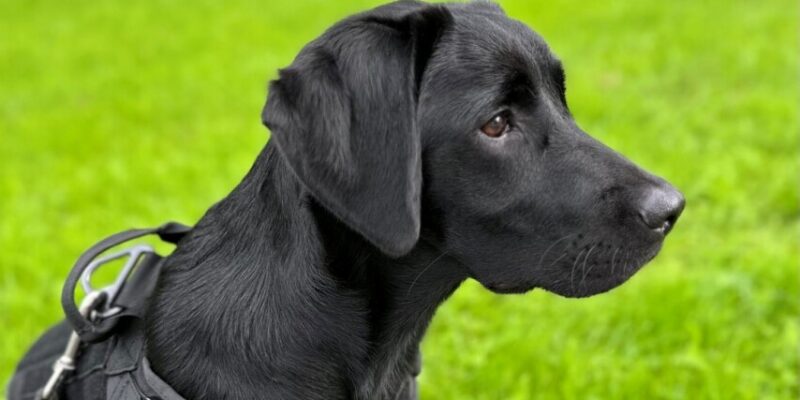 Hund Lilly - T. Tennert